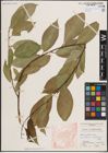 Foto von Salix excelsa var. rodinii A. K. Skvortsov
